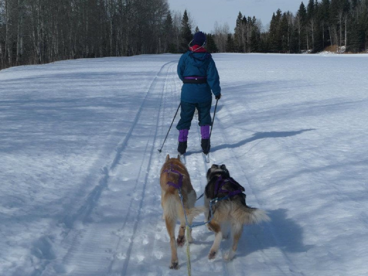 Hundeski-Jöring bei Winter-Incentives in Alberta, Kanada.