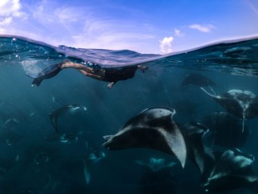 Schnorcheln mit Mantas im Furaveri Maldives