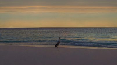 Reiher am Strand von Milaidhoo - © Milaidhoo - Universal Resorts
