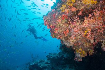 Milaidhoo Maldives underwater diving © Milaidhoo - Universal Resorts