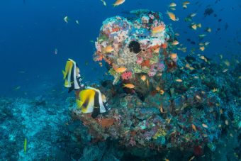 Milaidhoo Maldives underwater diving © Milaidhoo - Universal Resorts